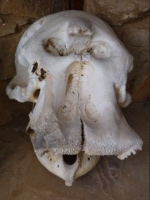 skull