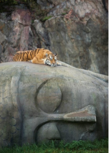 tigre-su-buddha
