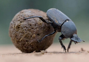 dung-beetle